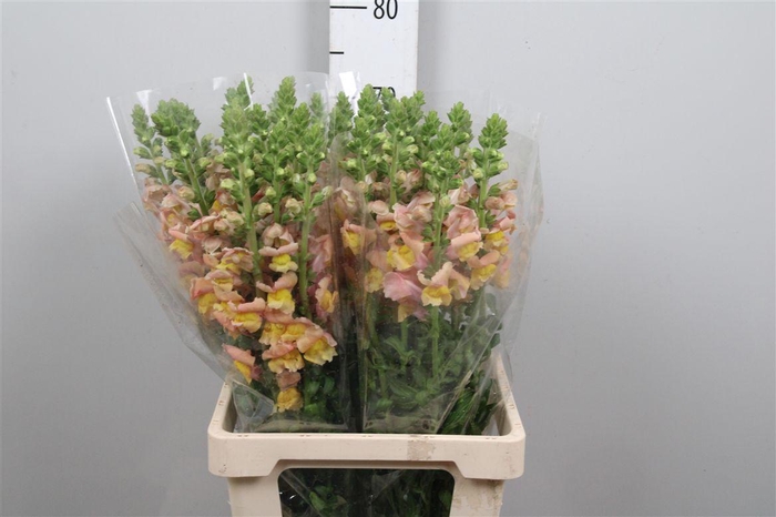 <h4>Antir Maryland Orang</h4>