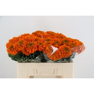 TAG E PROMISE ORANGE
