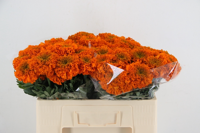 <h4>TAG E PROMISE ORANGE</h4>
