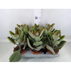 Kalanchoe NF beharensis