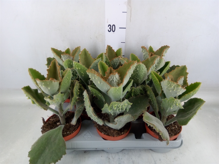 <h4>Kalanchoe NF beharensis</h4>