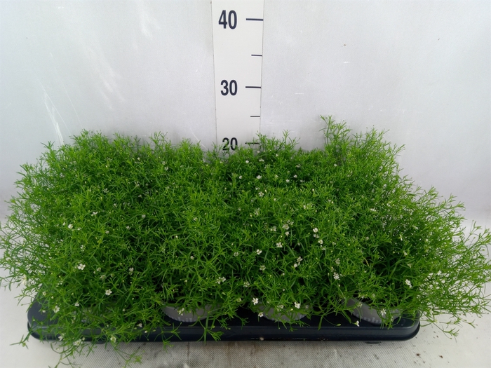 <h4>Gypsophila muralis 'Fleur White'</h4>