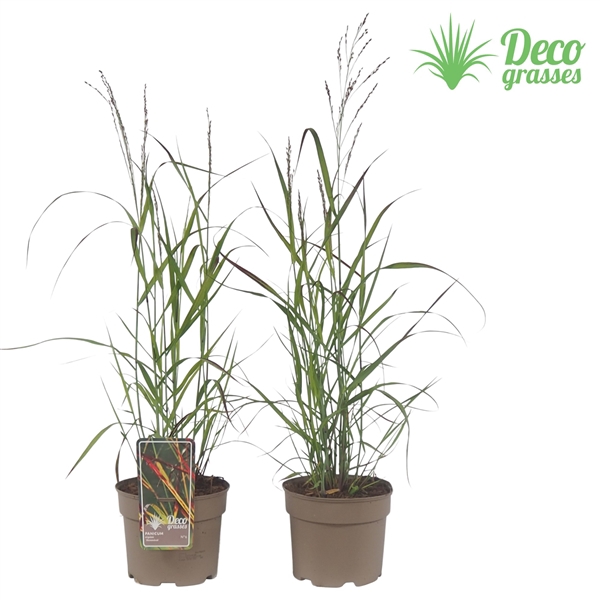 <h4>Panicum virgatum 'Shenandoah'</h4>