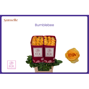 R GR BUMBLEBEE