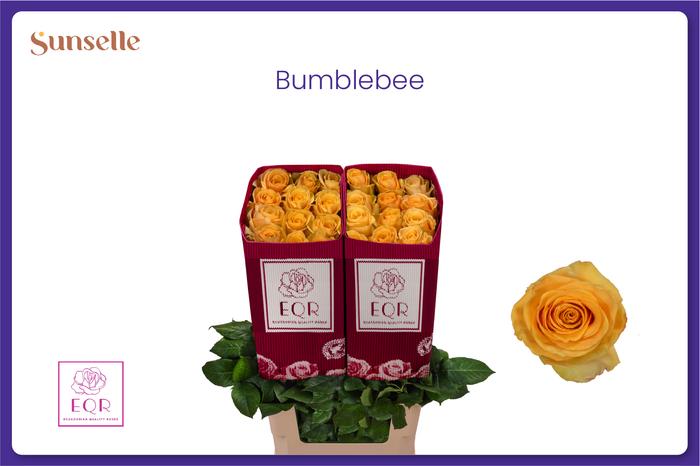 <h4>R GR BUMBLEBEE</h4>