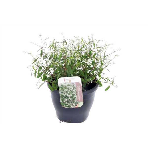 <h4>Euphorbia hypericifolia Euphoria Wh</h4>