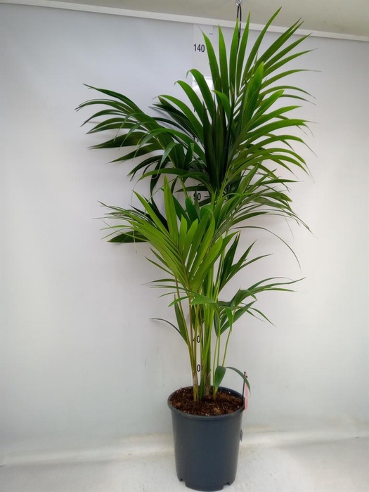 <h4>Howea forsteriana</h4>