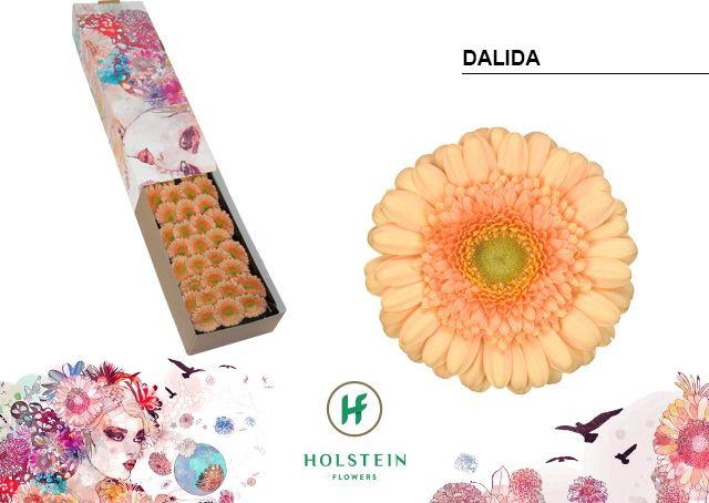 <h4>Germini Dalida Doos</h4>