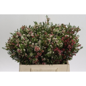 Chamelaucium My Sweet 16