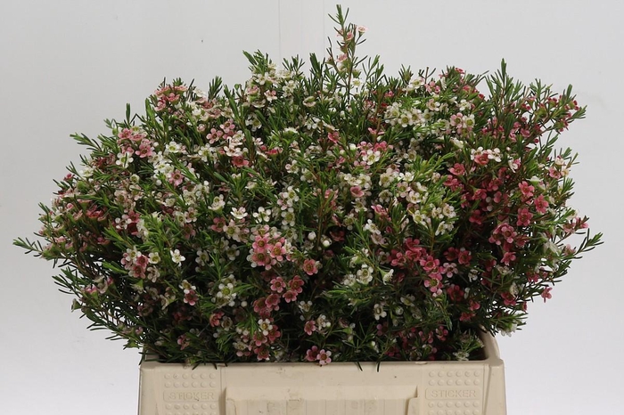 Chamelaucium My Sweet 16