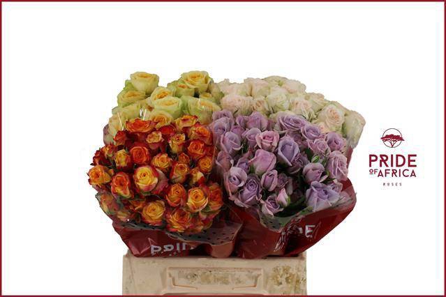 <h4>R TR GEM IN FUST</h4>