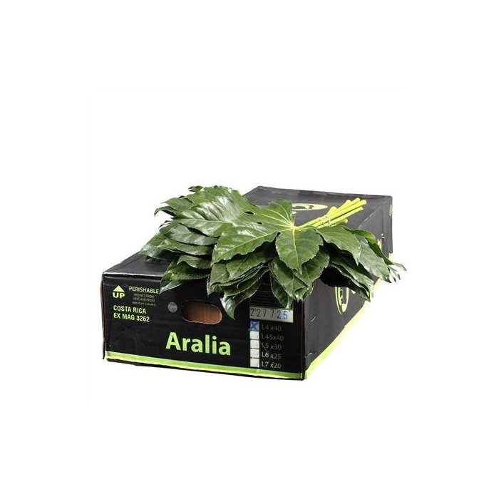 <h4>ARALIA 40 CM GB</h4>