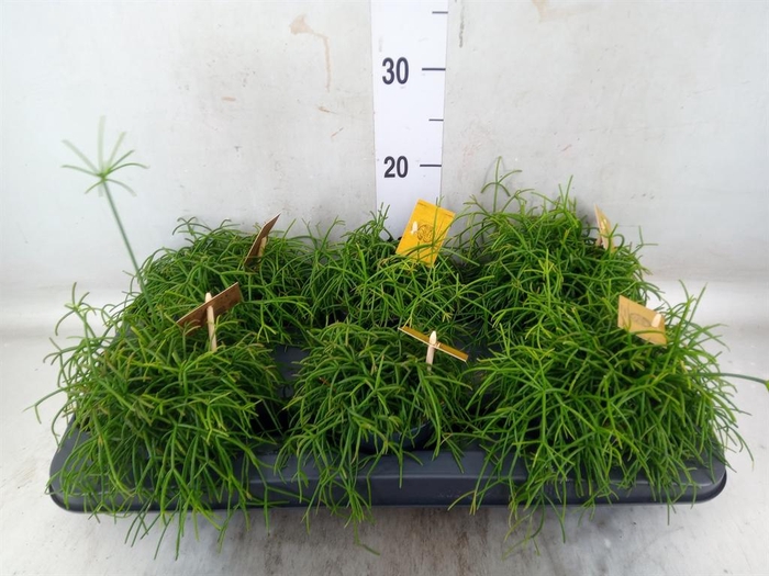 <h4>Rhipsalis   ...</h4>