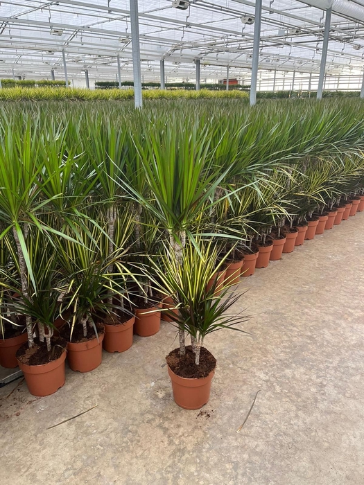 Dracaena marg.   ..mix 3