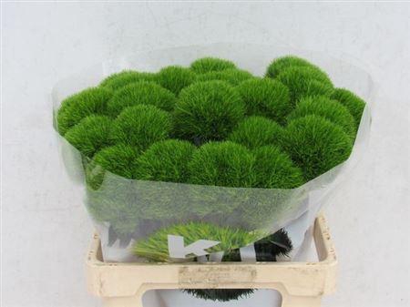 <h4>Di Barb Kiwi Mellow Xl</h4>