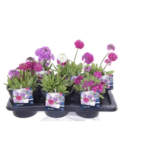 Primula denticulata mix