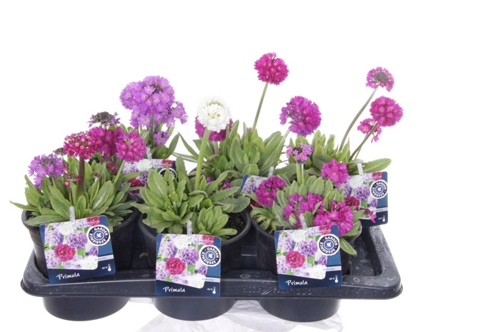 <h4>Primula denticulata mix</h4>