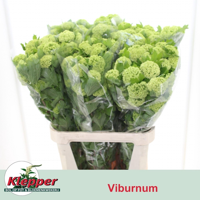 <h4>VIBURNUM ROSEUM ST</h4>