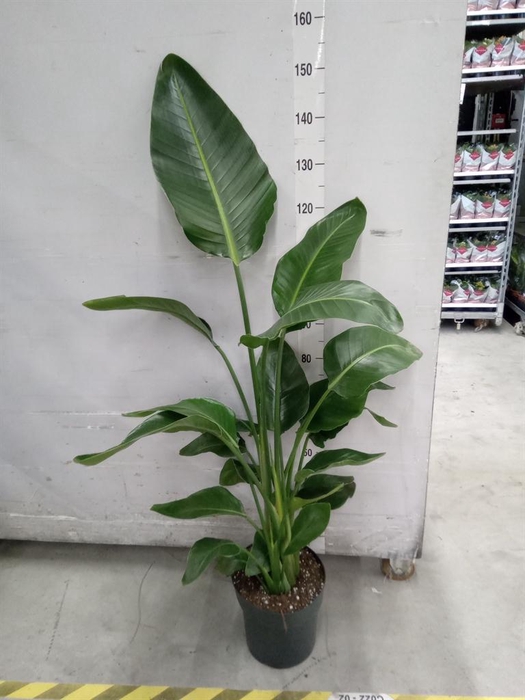 <h4>Strelitzia nicolai</h4>