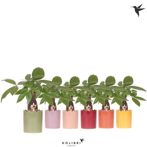 Kolibri Greens Pachira in Curve pot mix