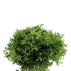 PISTACIA