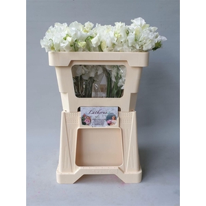 Lathyrus Wi Sunshine White