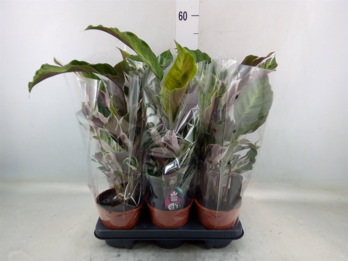 <h4>Calathea  'Fusion White'</h4>