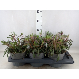 Gaura lindheimeri   ...