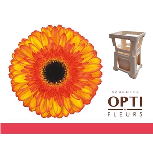 Gerbera Spotlight Water