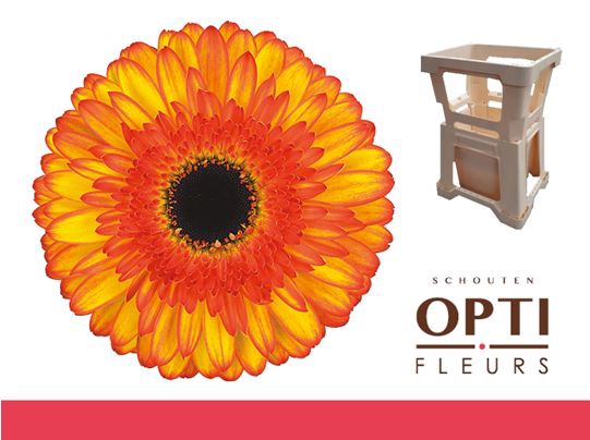 <h4>Gerbera Spotlight Water</h4>