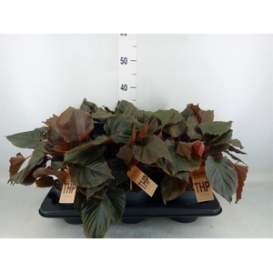 Planten   ...green L%