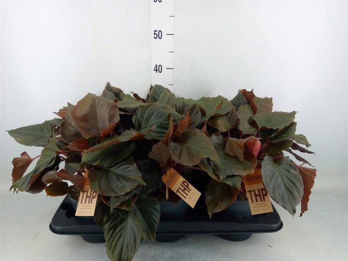 <h4>Planten   ...green L%</h4>