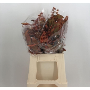 Euca Col Pop Bes Autumn Kort Autunno