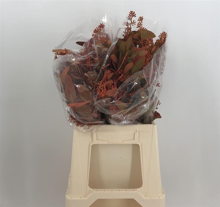 <h4>Euca Col Pop Bes Autumn Kort Autunno</h4>