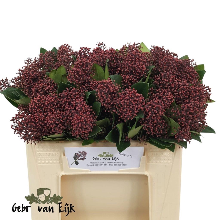 <h4>Skimmia rubella per bunch</h4>