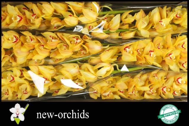 <h4>CYMB T YELLOW KING</h4>