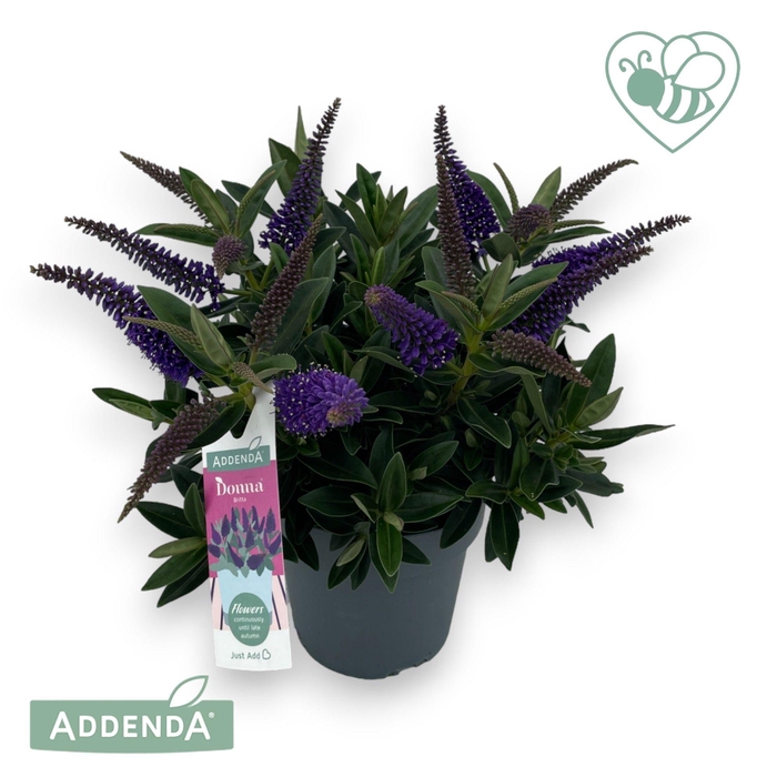 <h4>Hebe Donna Britta P15 Addenda®</h4>