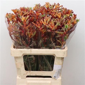 Anigoz Ramp Roy Slav