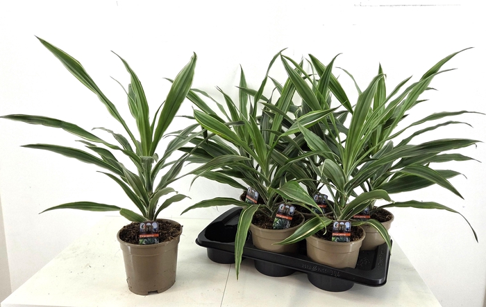 <h4>DRA DE WARNECKEI</h4>