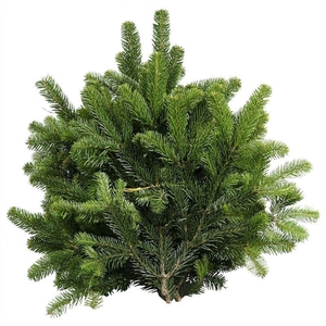 Abies nordman.   .../kg