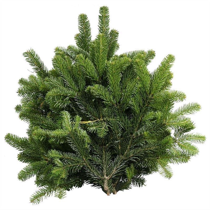 <h4>Abies nordman.   .../kg</h4>