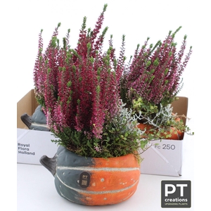 ARR TUINPLANTEN
