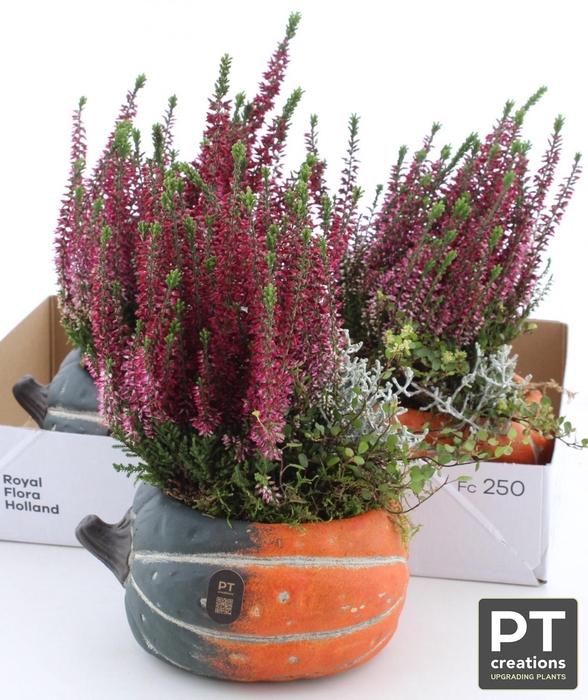 <h4>ARR TUINPLANTEN</h4>