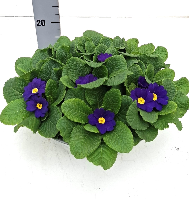 <h4>PRIM AC BONNELI GEM</h4>