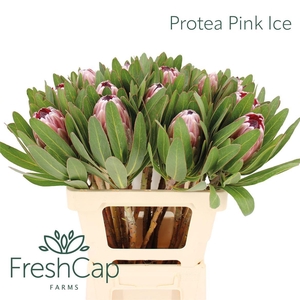 PROTEA PINK ICE
