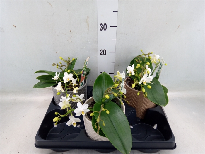 <h4>Phalaenopsis multi. 'Ant Nazare'</h4>