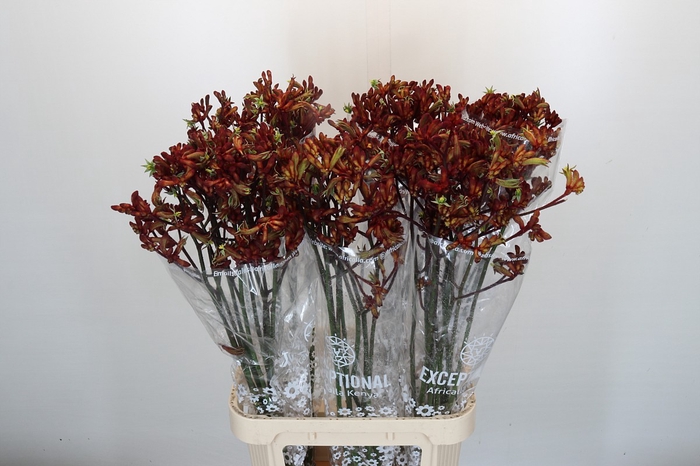 <h4>Anigozanthos Early Spring Indoor</h4>