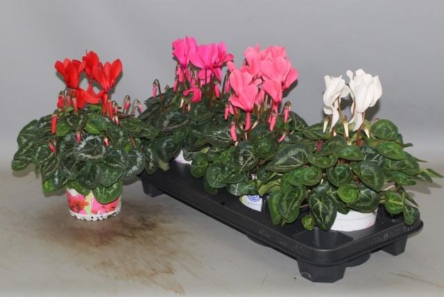 <h4>CYCL GR SUP XL</h4>