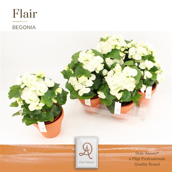 <h4>Begonia Elatior Grp half gevuld 'Clara'</h4>