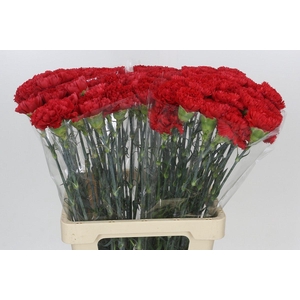 Dianthus St Arona